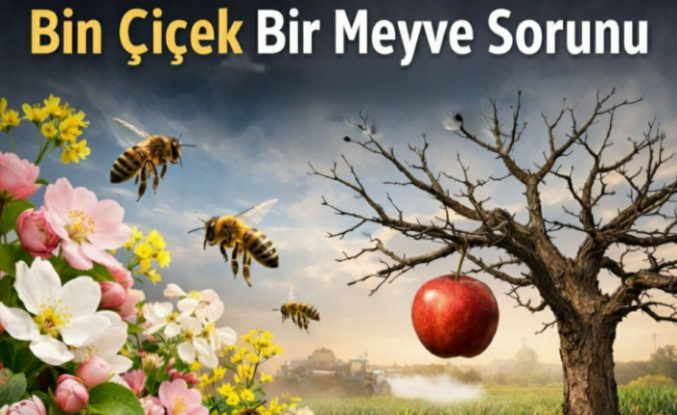 Tarımda "Bin Çiçek Bir Meyve" Çıkmazı: Arılar Olmazsa Soframız Boş Kalacak!